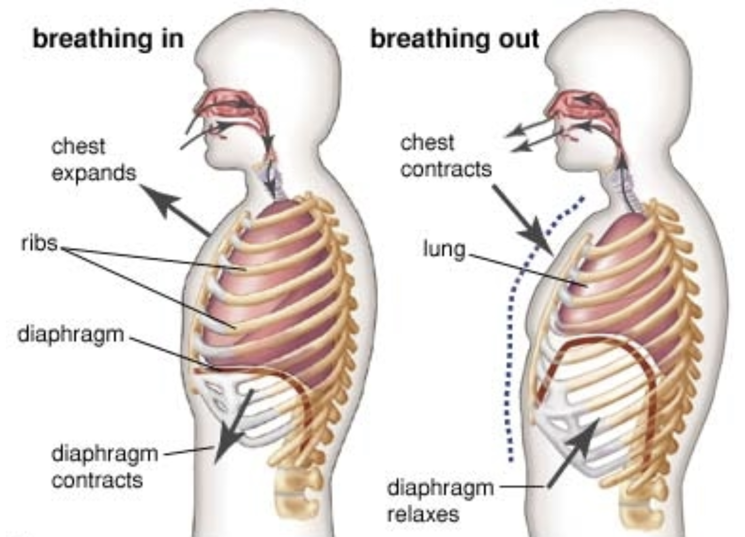 Breath illustration
