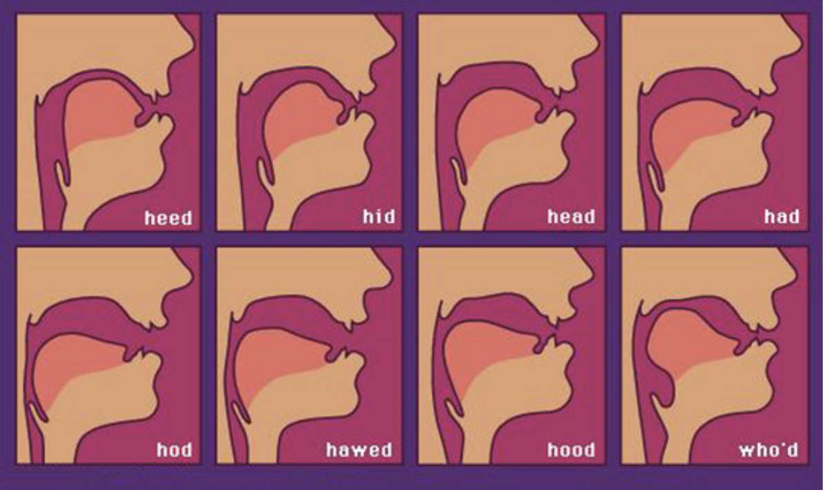 Сделай 1 рот. Tongue Phonetics. Положение языка в американском английском. Звук e в китайском языке положение языка.